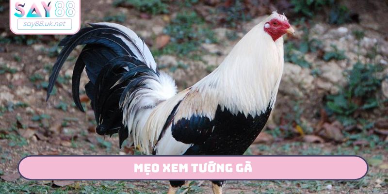Bật Mí 3 Mẹo Xem Tướng Gà Quý - Săn Ngay Chiến Kê Cùng Say88 mẹo xem tướng gà