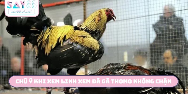 Chú ý khi xem link xem đá gà thomo không chặn