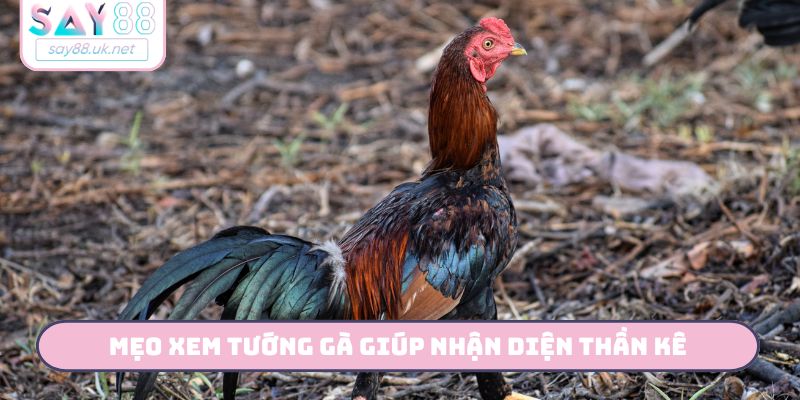 Bật Mí 3 Mẹo Xem Tướng Gà Quý - Săn Ngay Chiến Kê Cùng Say88 Mẹo xem tướng gà giúp nhận diện thần kê