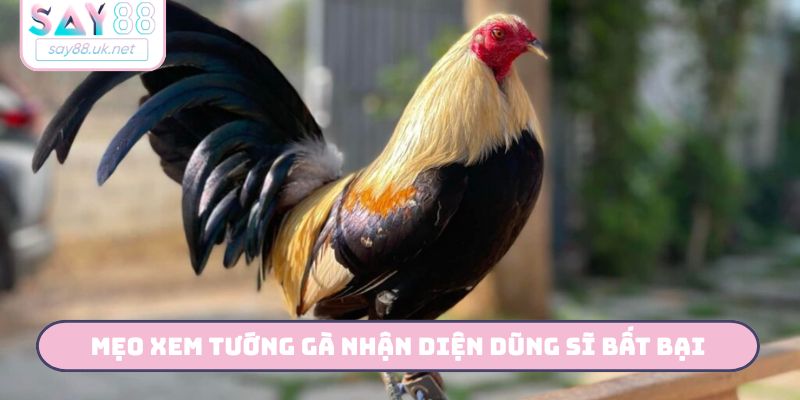 Bật Mí 3 Mẹo Xem Tướng Gà Quý - Săn Ngay Chiến Kê Cùng Say88 Mẹo xem tướng gà nhận diện dũng sĩ bất bại