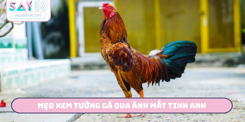 Bật Mí 3 Mẹo Xem Tướng Gà Quý - Săn Ngay Chiến Kê Cùng Say88 Mẹo xem tướng gà qua ánh mắt tinh anh